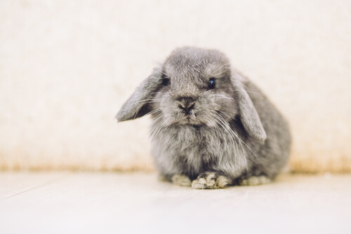 Conejo belier: características y cuidados
