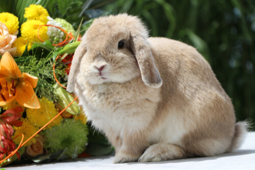 Conejo belier con flores.