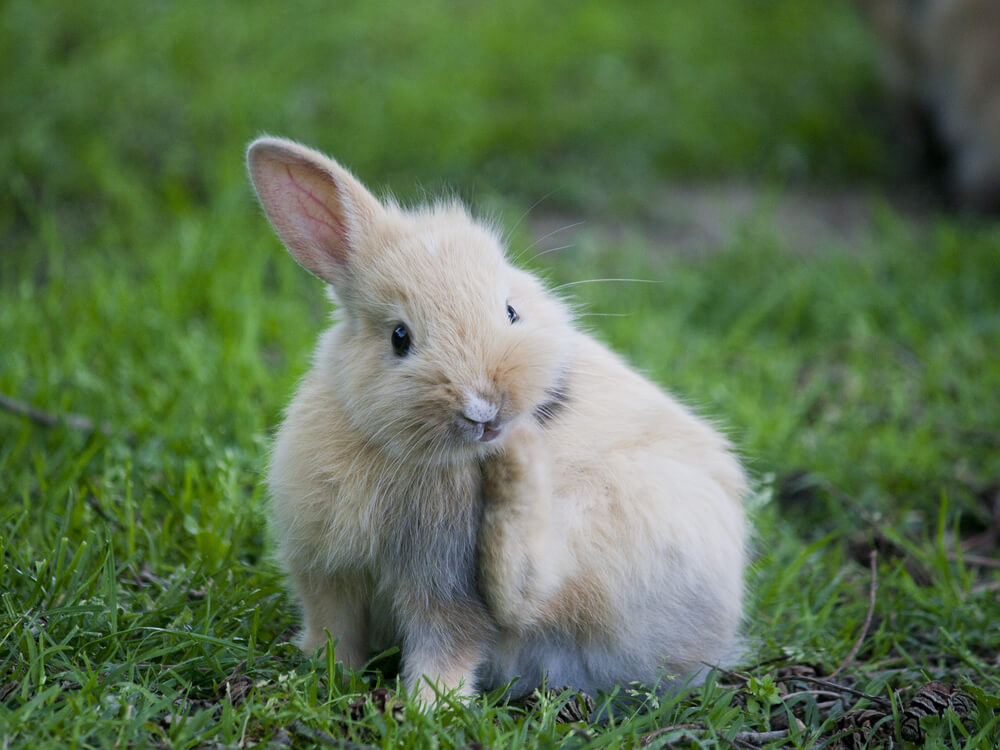 Sarna en conejos: síntomas y tratamiento