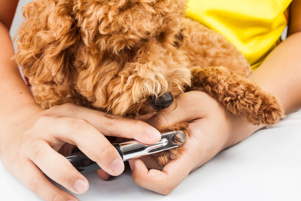 Cortar las uñas a tu perro.