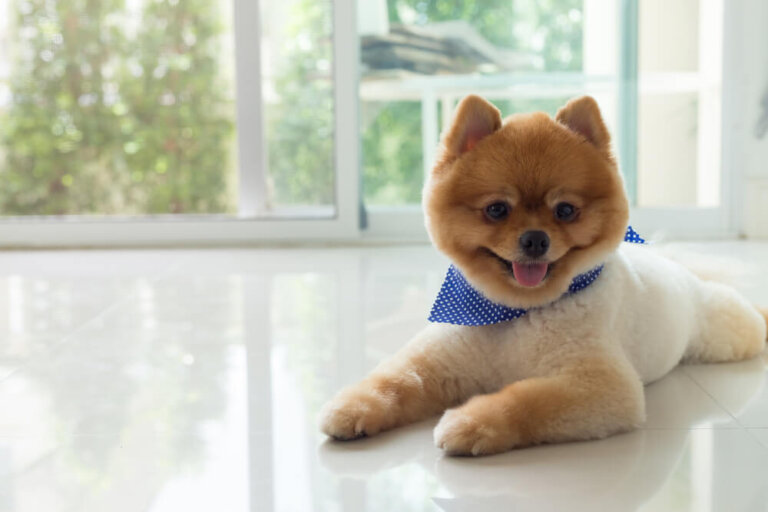 11 cortes y peinados especiales para perros