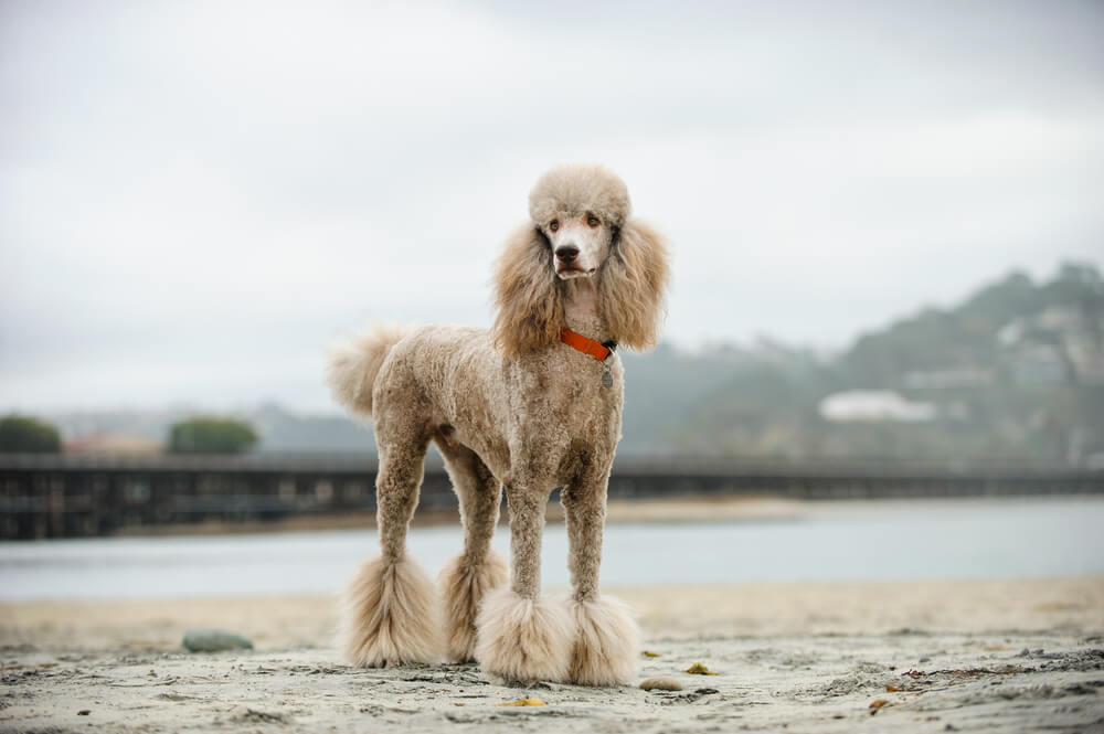 Corte de pelo a un poodle.