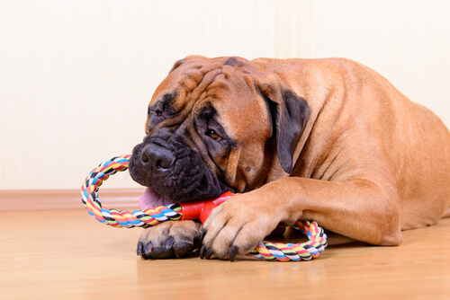 Cuerdas para morder (perros)