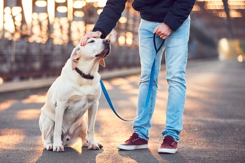 Pet sitting: 6 reglas para cuidar al perro de otra persona