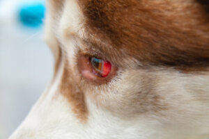 Derrames oculares en perros, cómo tratarlos