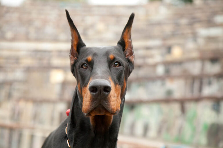 6 pasos para educar un perro doberman
