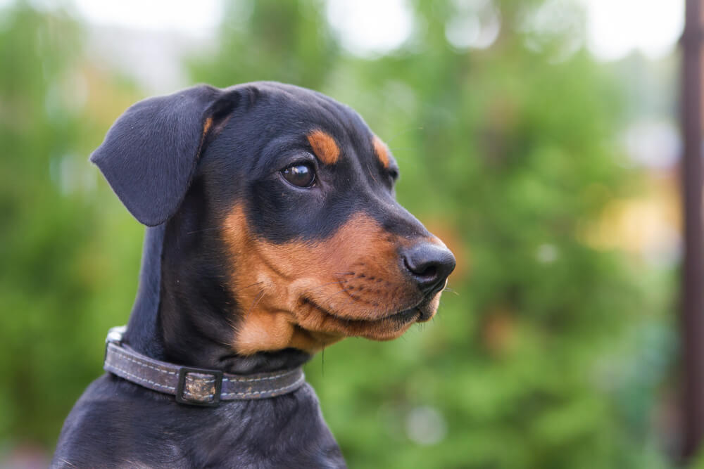 Cachorro doberman.