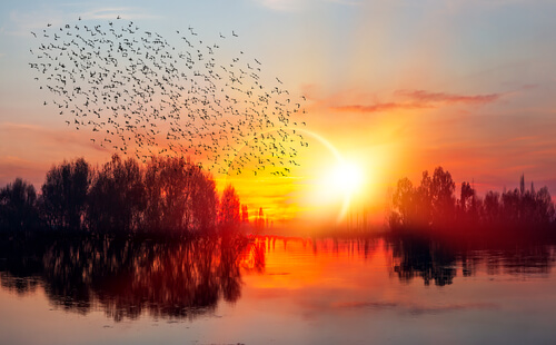 Uccelli al tramonto.