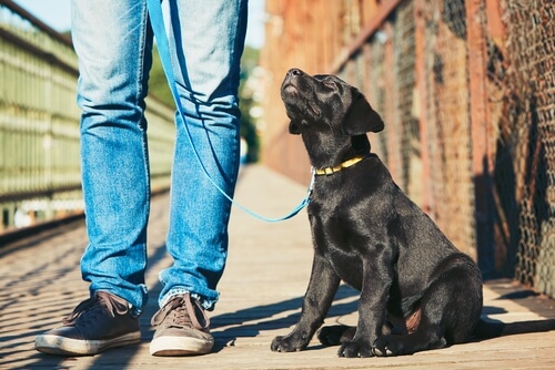 Educación canina para principiantes: 5 pasos