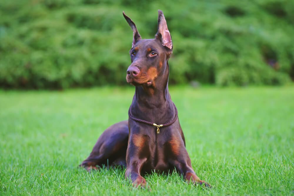 Doberman yetiştirmek.