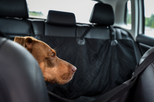 Funda de asiento para coche y perro