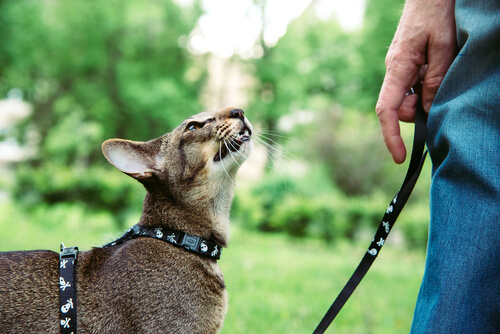 Gato con correa va de paseo