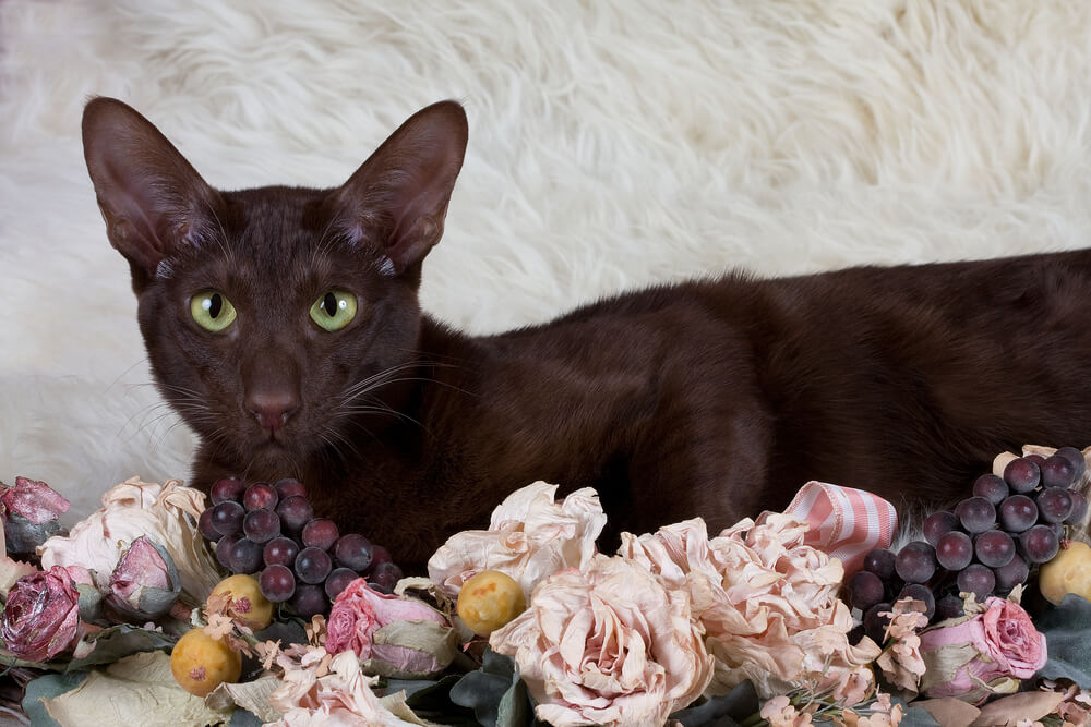Gato marrón Habana.