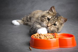 ¿Cómo alimentar a un gato con cáncer?
