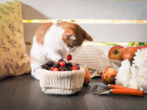 Gato mirando las frutas.