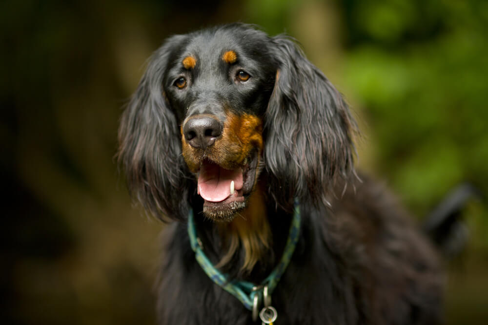 Los tipos de pelo en perros y el setter.