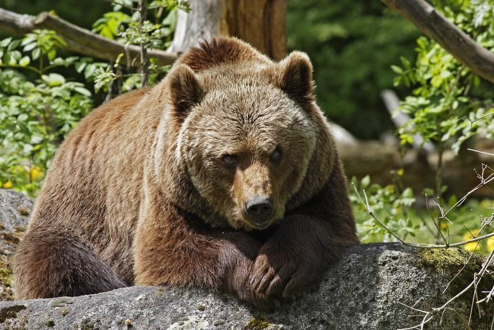 Hábitat de los osos.