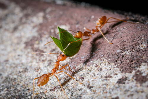 Hormigas recolectoras