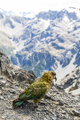 Kakapo: alimentación