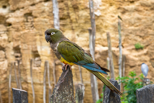 Kakapo: reproducción