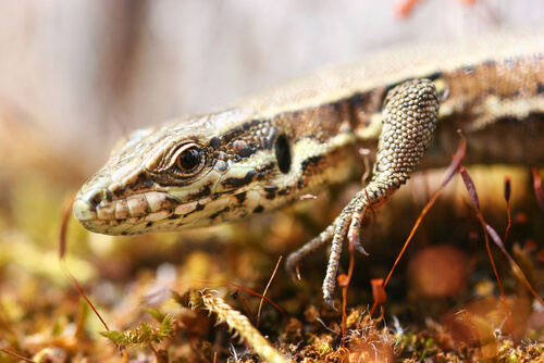 La lagartija: características y curiosidades