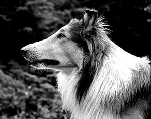 Lassie.