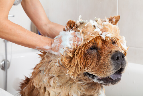 Mujer lavando el pelo a su perro