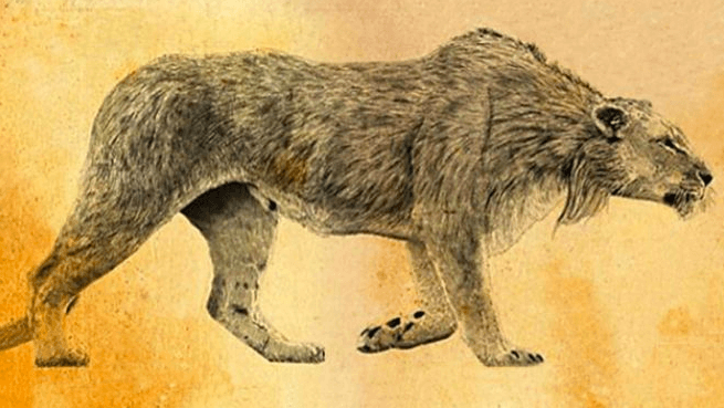 Fauna extinta: el león de las cavernas