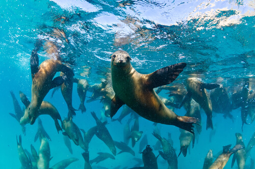 Leones marinos de California en el agua.