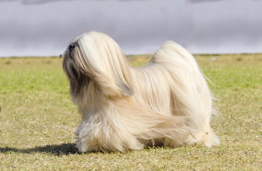 Lhasa apso.