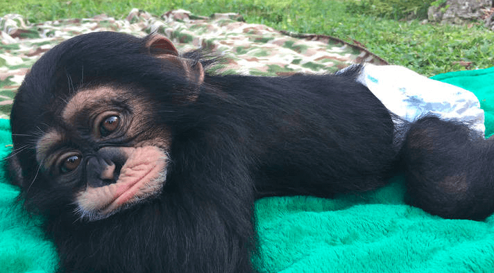 El reencuentro de un chimpancé rescatado y sus cuidadores no es lo que parece