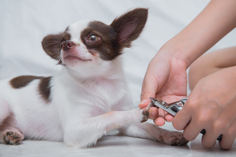 Limpiar y cortar las uñas a tu perro.