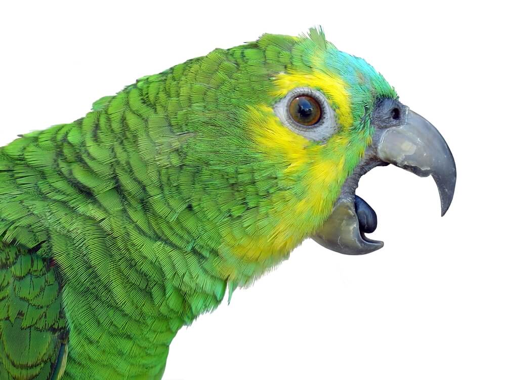 Loro verde.