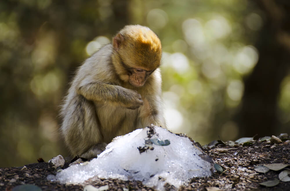 Los monos con más amigos pasan mejor el invierno