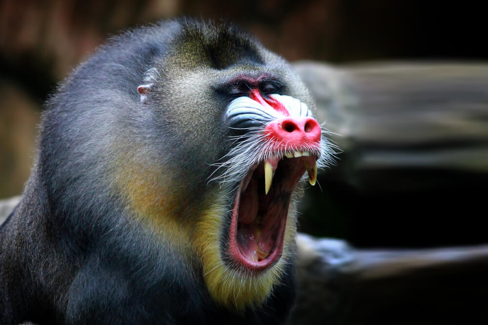 Dientes del mandril macho.