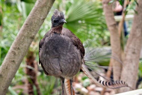 Menura Novaehollandiae