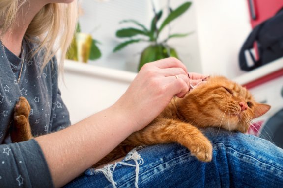 Как сделать свою кошку любящей? () Как сделать свою кошку любящей?