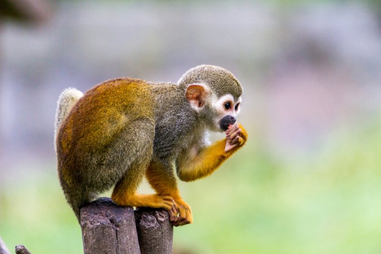 Mono ardilla, el más pequeño de los primates