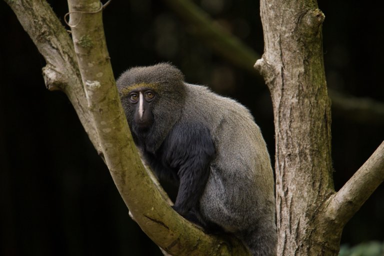 Mono cara de búho: características y hábitat