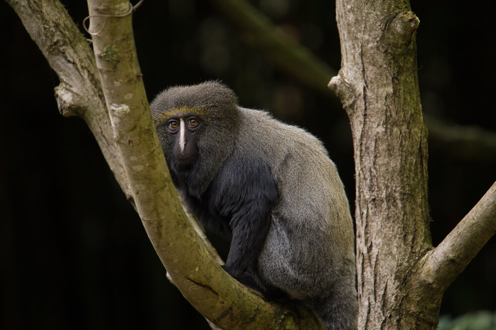 Mono cara de búho: características y hábitat