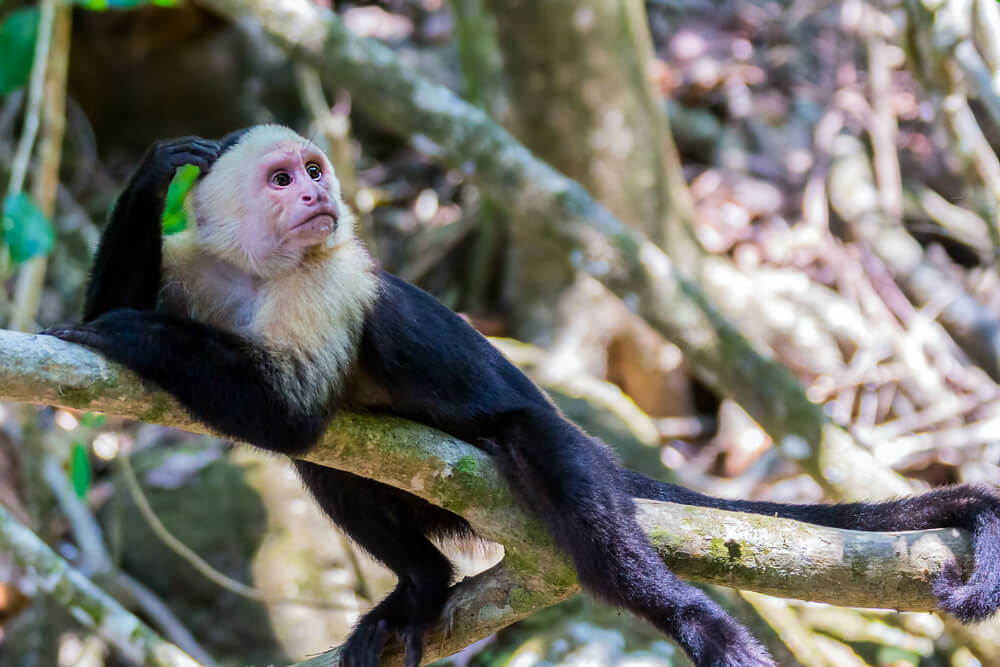Comportamiento y alimentación del mono cariblanco