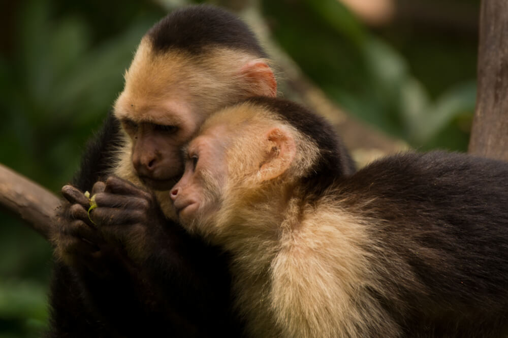 Monos capuchinos.