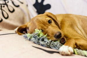 6 pasos para hacer mordedores para perros resistentes
