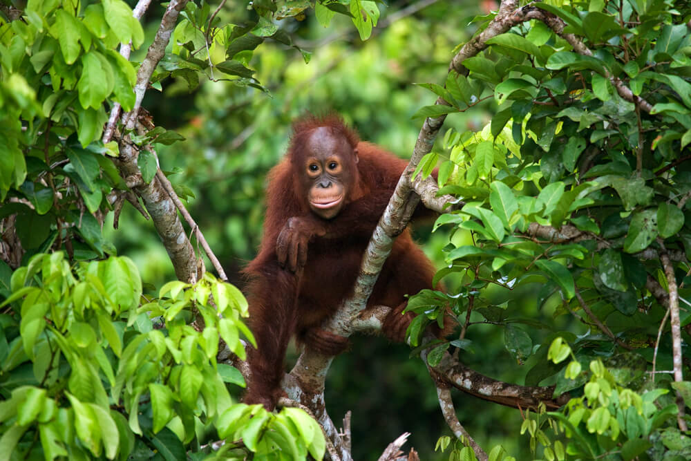Bebé orangután.