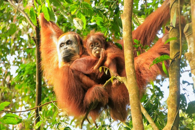 Los orangutanes están amenazados