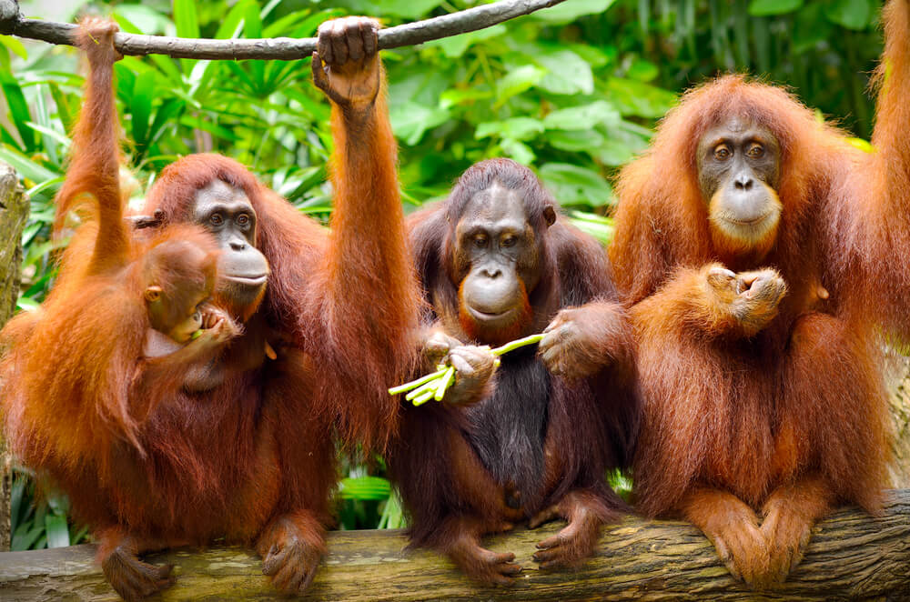 Orangutanes en la selva.