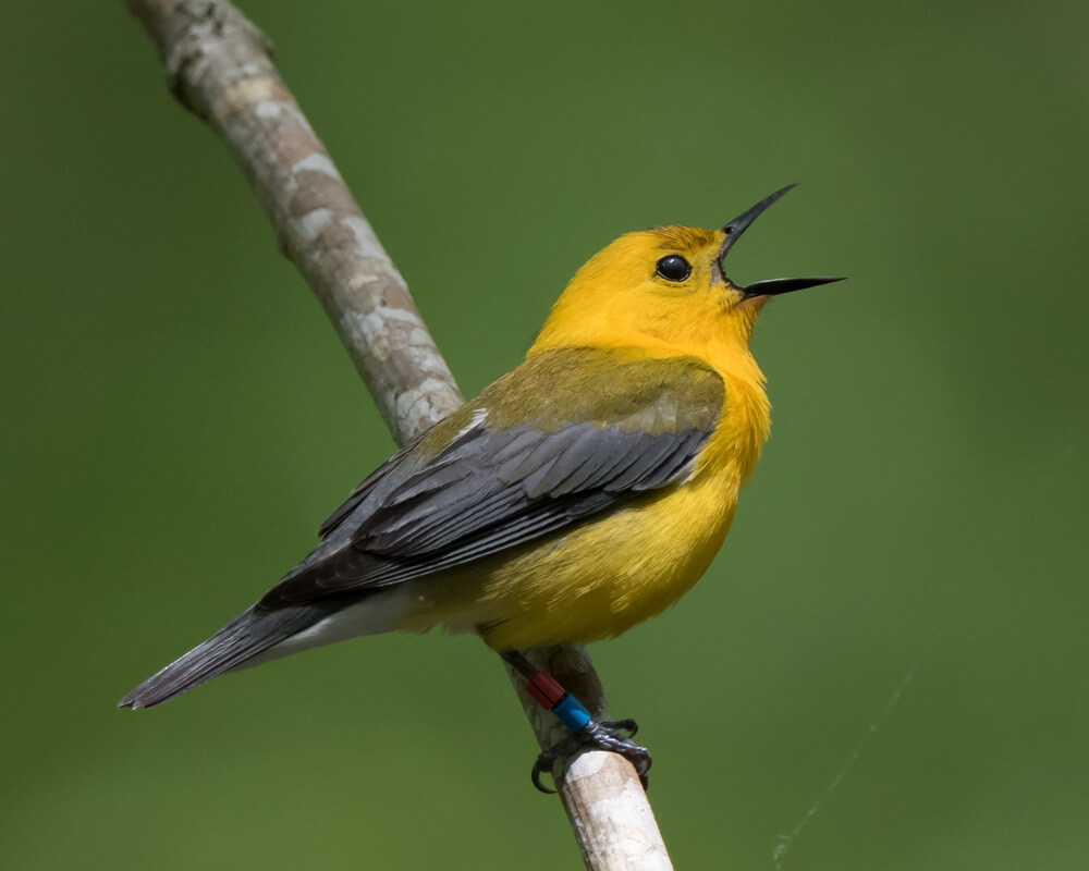 6 tipos de pájaros cantores