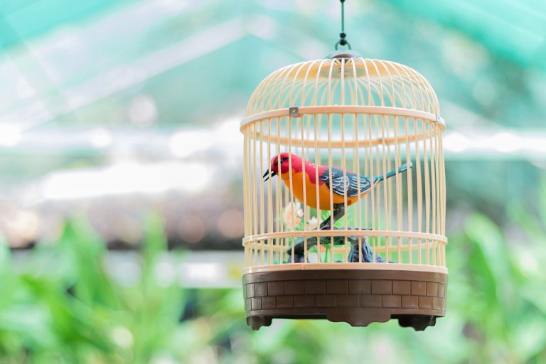 5 pasos para la limpieza de la jaula para aves