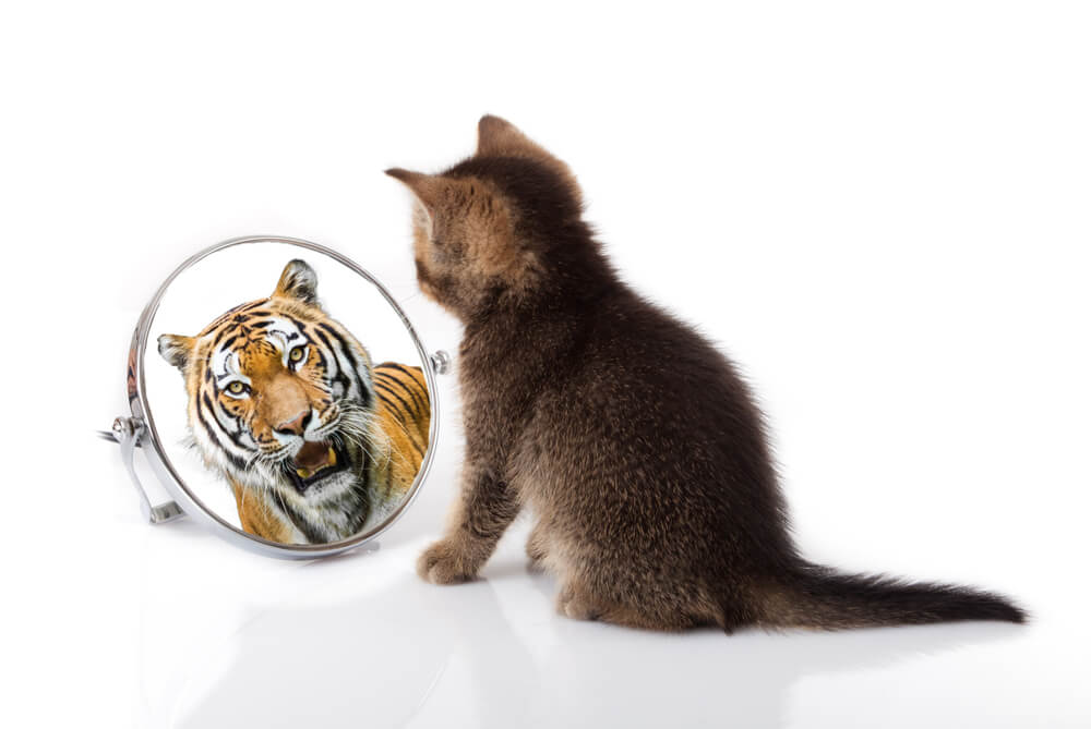 Parecidos entre gatos y tigres
