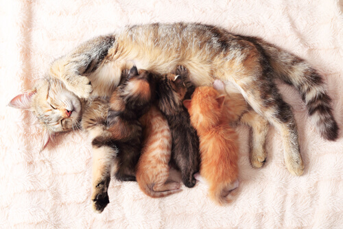 7 consejos a la hora de atender el parto de tu gata